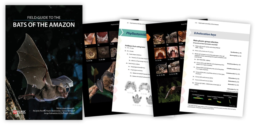 Pre-publication offer on the Field Guide to the Bats of the Amazon
