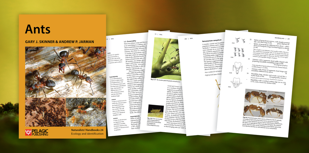 Ants - Author Interview