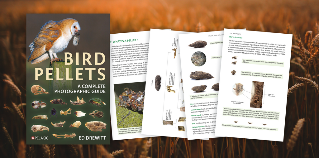 Bird Pellets - Author Interview