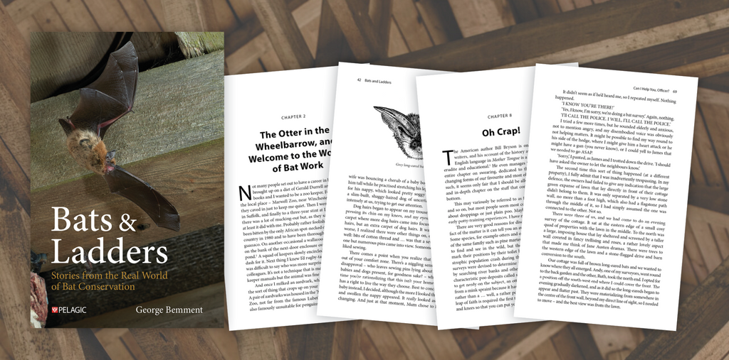 Bats & Ladders - Sample Chapter