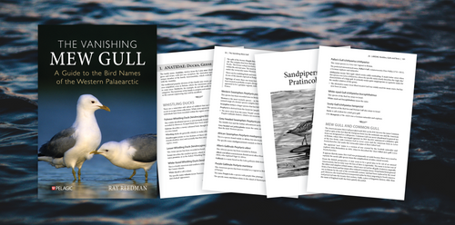 The Vanishing Mew Gull - Sample Chapter