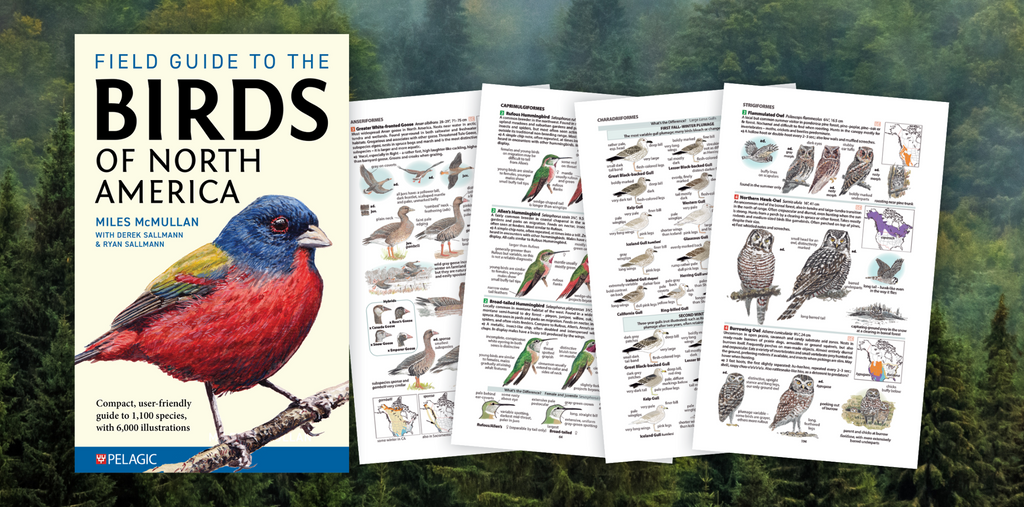 Field Guide to the Birds of North America - Author Interview