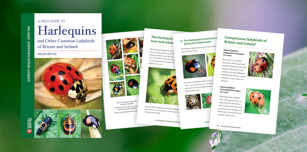Book Launch: A Field Guide to Harlequins and Other Common Ladybirds of Britain and Ireland