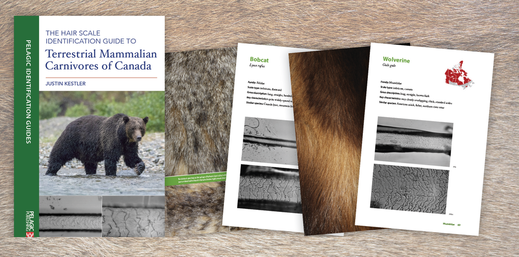 The Hair Scale Identification Guide to Terrestrial Mammalian Carnivores of Canada - Author Interview with Justin Kestler
