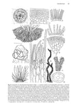 Brown Seaweeds (Phaeophyceae) of Britain and Ireland - Pelagic Publishing