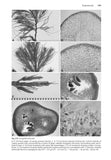 Brown Seaweeds (Phaeophyceae) of Britain and Ireland - Pelagic Publishing