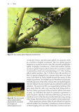 Ants - Pelagic Publishing