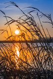 Fenland Nature - Pelagic Publishing