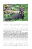 Pine Marten - Pelagic Publishing