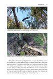 Pine Marten - Pelagic Publishing