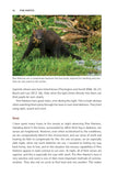 Pine Marten - Pelagic Publishing