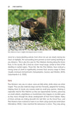 Pine Marten - Pelagic Publishing
