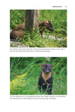 Pine Marten - Pelagic Publishing