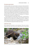 Pine Marten - Pelagic Publishing