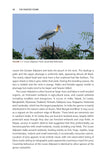 The Painted Stork - Pelagic Publishing
