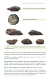 Bird Pellets - Pelagic Publishing