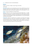 A Snorkeller’s Guide to the Mediterranean - Pelagic Publishing