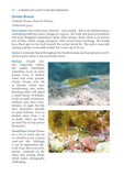 A Snorkeller’s Guide to the Mediterranean - Pelagic Publishing