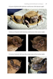 Identifying Bats of Britain and Ireland - Pelagic Publishing