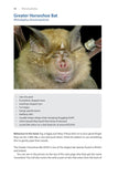 Identifying Bats of Britain and Ireland - Pelagic Publishing