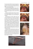 Identifying Bats of Britain and Ireland - Pelagic Publishing