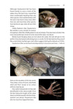 Identifying Bats of Britain and Ireland - Pelagic Publishing