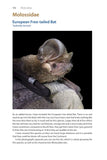 Identifying Bats of Britain and Ireland - Pelagic Publishing