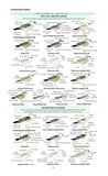 Field Guide to the Birds of North America - Pelagic Publishing