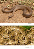 Field Guide to the Snakes of Eswatini - Pelagic Publishing