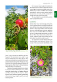 Identification Guide to the Non-Native Invasive Plants of Britain and Ireland - Pelagic Publishing