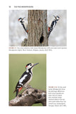 The Pied Woodpeckers - Pelagic Publishing