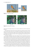 Birding with AI - Pelagic Publishing