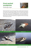 Raptor Prey Remains - Pelagic Publishing