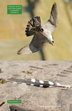 Raptor Prey Remains - Pelagic Publishing