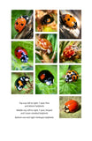 A Field Guide to Harlequins and Other Common Ladybirds of Britain and Ireland - Pelagic Publishing