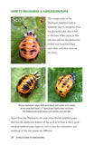 A Field Guide to Harlequins and Other Common Ladybirds of Britain and Ireland - Pelagic Publishing