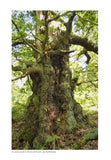 Ancient Woods, Trees and Forests - Pelagic Publishing