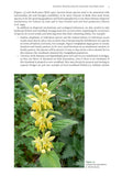 Ancient Woods, Trees and Forests - Pelagic Publishing