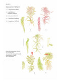 Microscopic life in Sphagnum - Pelagic Publishing