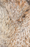 The Hair Scale Identification Guide to Terrestrial Mammalian Carnivores of Canada - Pelagic Publishing