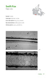 The Hair Scale Identification Guide to Terrestrial Mammalian Carnivores of Canada - Pelagic Publishing