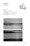 The Hair Scale Identification Guide to Terrestrial Mammalian Carnivores of Canada - Pelagic Publishing