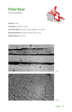 The Hair Scale Identification Guide to Terrestrial Mammalian Carnivores of Canada - Pelagic Publishing