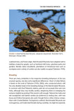 The Wryneck - Pelagic Publishing