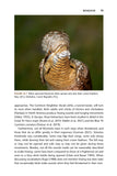 The Wryneck - Pelagic Publishing