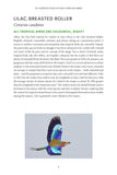 101 Curious Tales of East African Birds - Pelagic Publishing