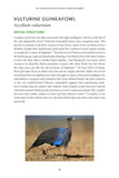 101 Curious Tales of East African Birds - Pelagic Publishing