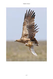 101 Curious Tales of East African Birds - Pelagic Publishing