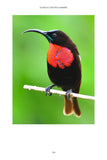 101 Curious Tales of East African Birds - Pelagic Publishing