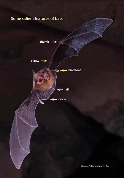 A Miscellany of Bats - Pelagic Publishing